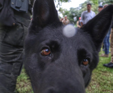 Governo do Paraná vai comprar 93 cães para reforçar atividades policiais e de salvamento