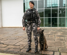 Governo do Paraná vai comprar 93 cães para reforçar atividades policiais e de salvamento