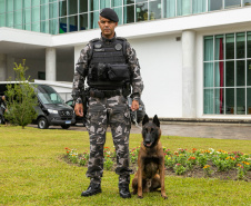 Governo do Paraná vai comprar 93 cães para reforçar atividades policiais e de salvamento
