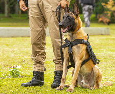 Governo do Paraná vai comprar 93 cães para reforçar atividades policiais e de salvamento