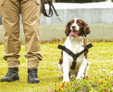 Governo do Paraná vai comprar 93 cães para reforçar atividades policiais e de salvamento