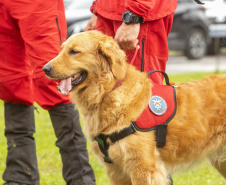 Governo do Paraná vai comprar 93 cães para reforçar atividades policiais e de salvamento