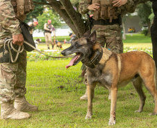Governo do Paraná vai comprar 93 cães para reforçar atividades policiais e de salvamento
