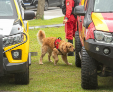 Governo do Paraná vai comprar 93 cães para reforçar atividades policiais e de salvamento