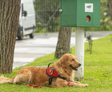 Governo do Paraná vai comprar 93 cães para reforçar atividades policiais e de salvamento