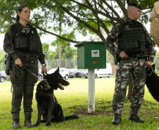 Governo do Paraná vai comprar 93 cães para reforçar atividades policiais e de salvamento