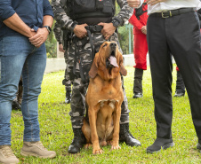 Governo do Paraná vai comprar 93 cães para reforçar atividades policiais e de salvamento