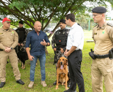 Governo do Paraná vai comprar 93 cães para reforçar atividades policiais e de salvamento