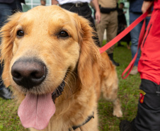 Governo do Paraná vai comprar 93 cães para reforçar atividades policiais e de salvamento