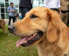Governo do Paraná vai comprar 93 cães para reforçar atividades policiais e de salvamento