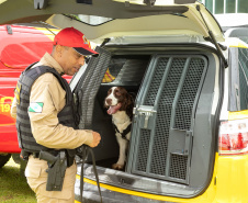 Governo do Paraná vai comprar 93 cães para reforçar atividades policiais e de salvamento