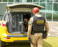 Governo do Paraná vai comprar 93 cães para reforçar atividades policiais e de salvamento