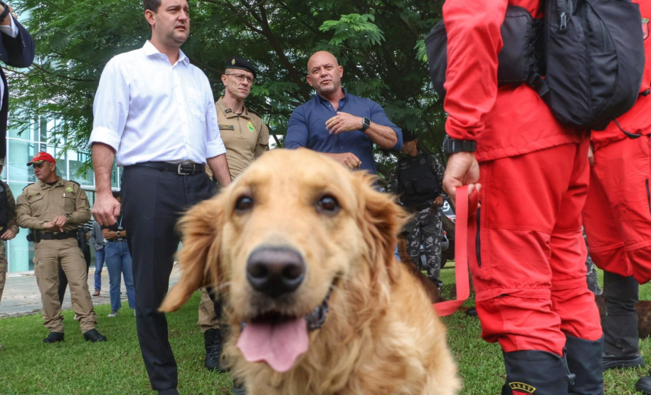 Governo do Paraná vai comprar 93 cães para reforçar atividades policiais e de salvamento