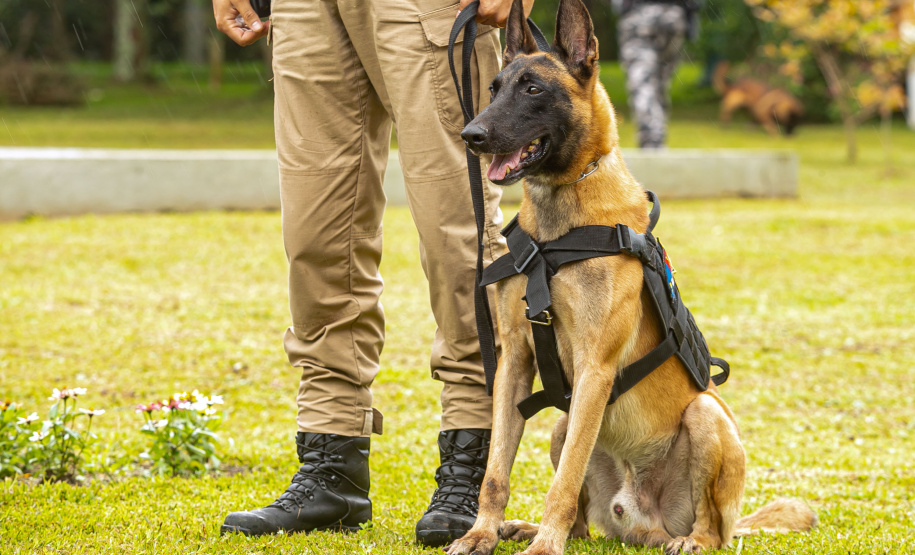 Governo do Paraná vai comprar 93 cães para reforçar atividades policiais e de salvamento
