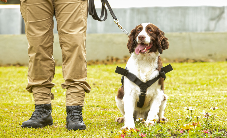 Governo do Paraná vai comprar 93 cães para reforçar atividades policiais e de salvamento
