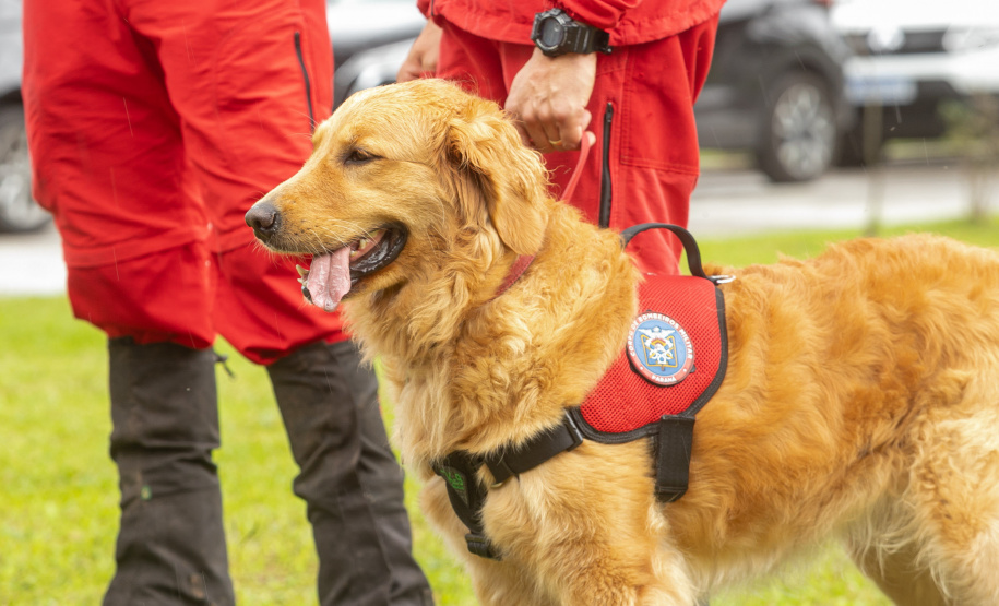 Governo do Paraná vai comprar 93 cães para reforçar atividades policiais e de salvamento