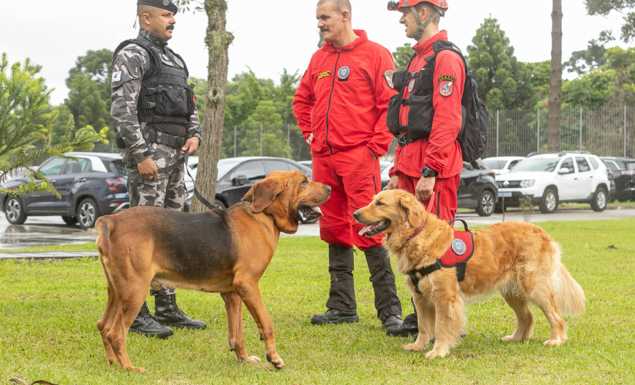 Governo do Paraná vai comprar 93 cães para reforçar atividades policiais e de salvamento