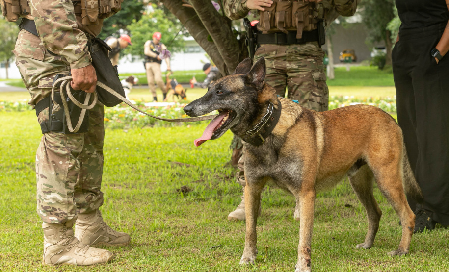 Governo do Paraná vai comprar 93 cães para reforçar atividades policiais e de salvamento