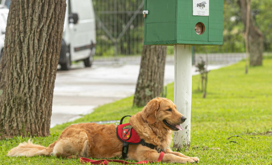 Governo do Paraná vai comprar 93 cães para reforçar atividades policiais e de salvamento