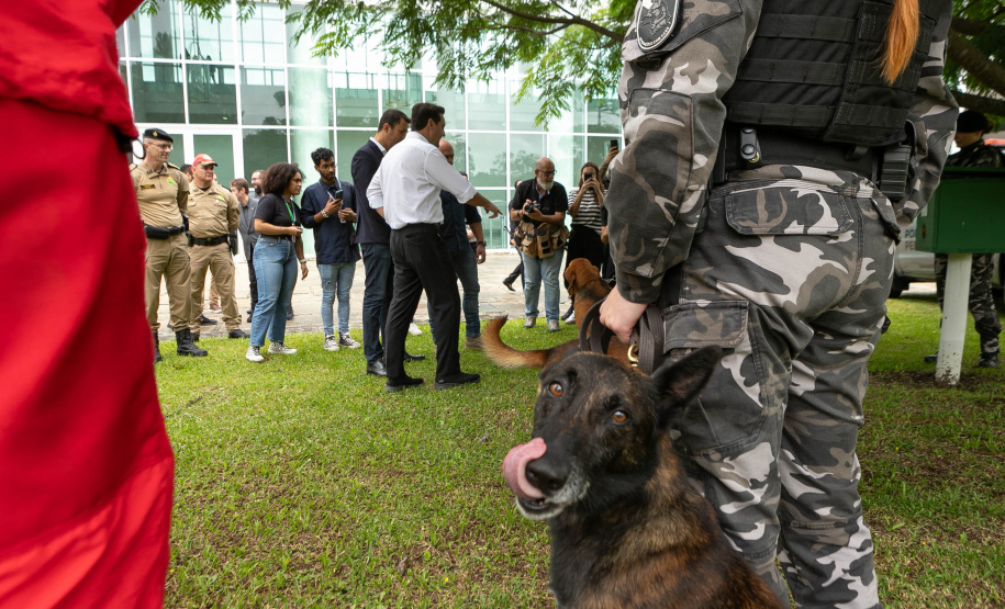 Governo do Paraná vai comprar 93 cães para reforçar atividades policiais e de salvamento