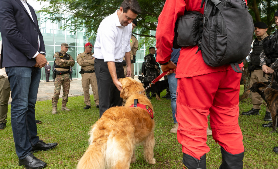 Governo do Paraná vai comprar 93 cães para reforçar atividades policiais e de salvamento