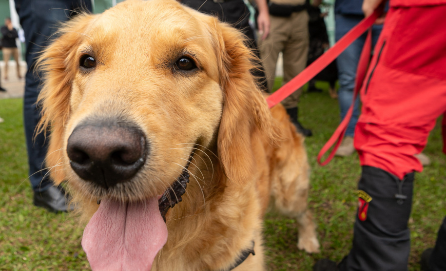 Governo do Paraná vai comprar 93 cães para reforçar atividades policiais e de salvamento