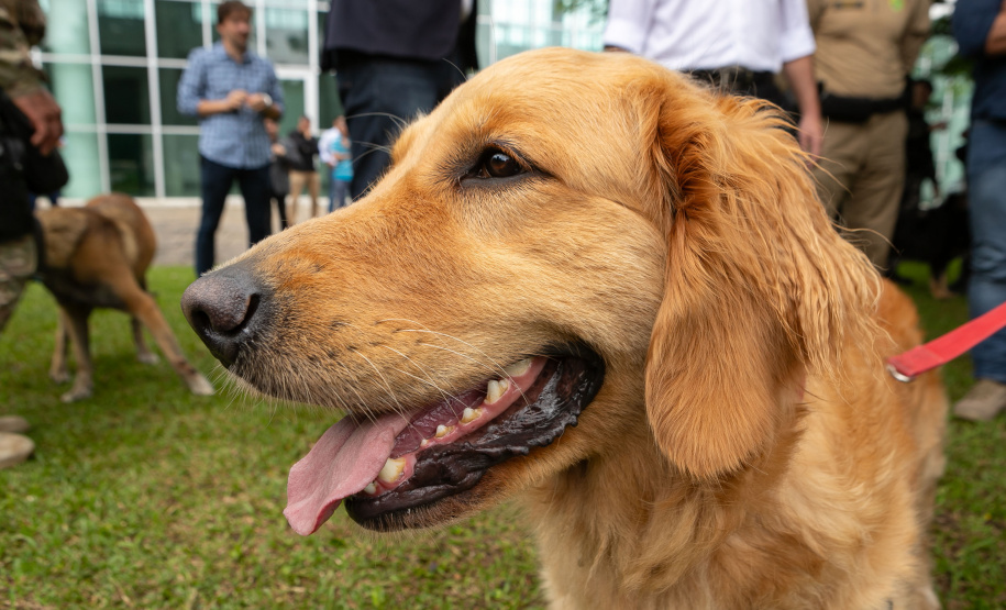 Governo do Paraná vai comprar 93 cães para reforçar atividades policiais e de salvamento