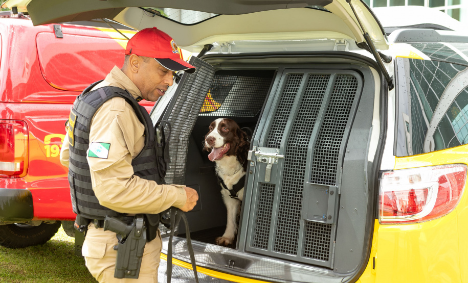 Governo do Paraná vai comprar 93 cães para reforçar atividades policiais e de salvamento