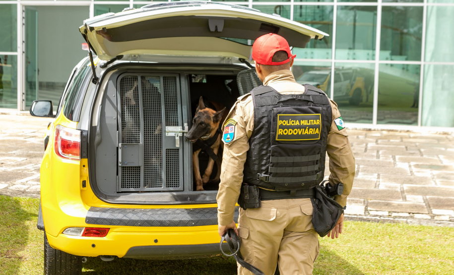 Governo do Paraná vai comprar 93 cães para reforçar atividades policiais e de salvamento